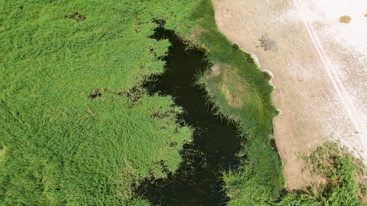 Overhead 4K frame from Puerto Los Cabos Beach showing a dark wetland pool edged by thick reeds, with dry beige ground and a faint path on the right, with no visible people.