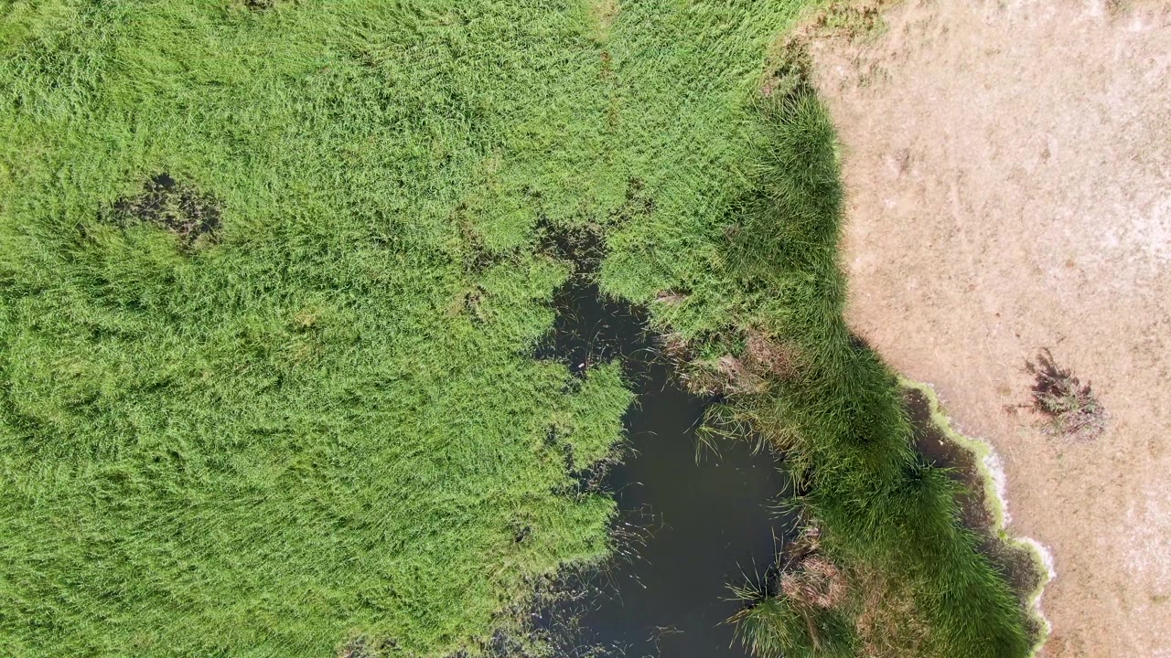 Top-down drone frame over Puerto Los Cabos Beach showing dense green grass, dark ponded water at left, pale dry terrain at right, and no visible people.