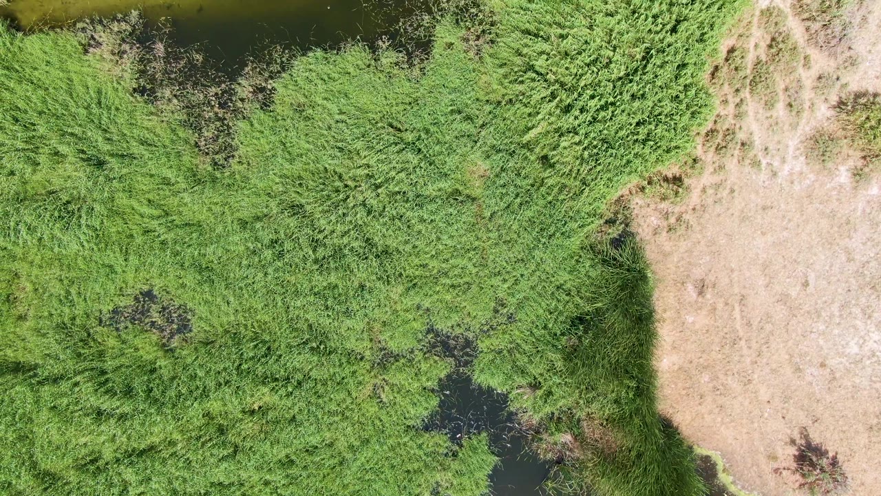 Top-down Puerto Los Cabos Beach frame showing dark water partially hidden by thick green grass, with dry pale land along the right side and no visible people.