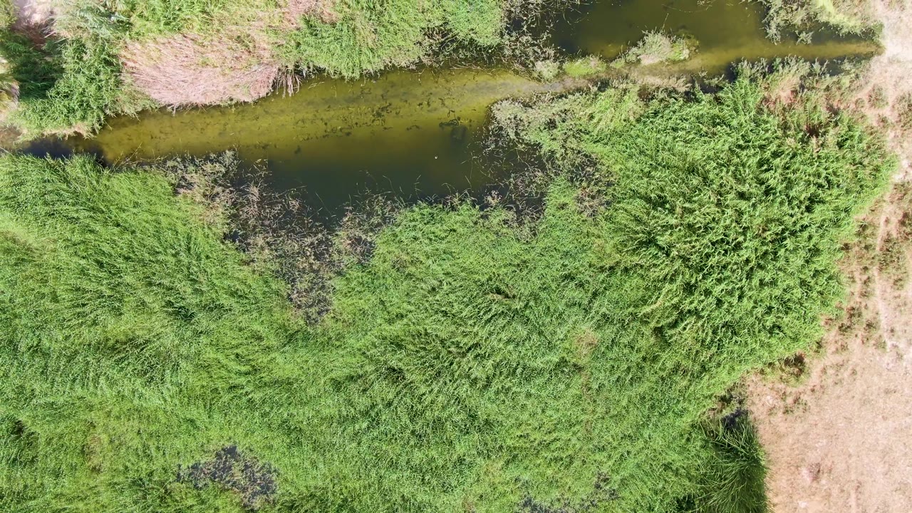 Overhead aerial frame in Puerto Los Cabos Beach showing the waterway running across the upper frame, with matted green grasses and shrubs filling the lower area and no visible people.