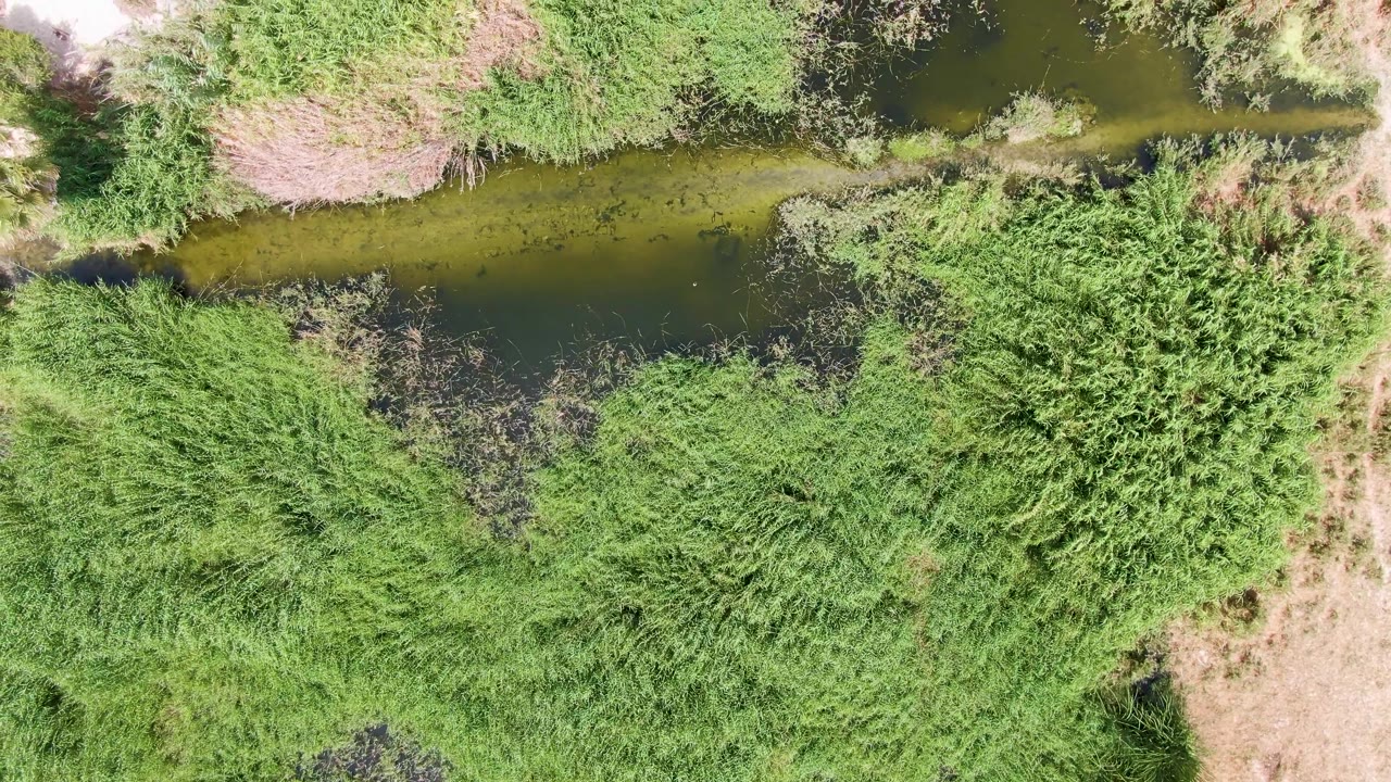 Top-down frame in Puerto Los Cabos Beach showing a narrow canal bordered by reeds, dense shrubs, dry ground, and a pale built surface entering near the upper right, with no visible people.