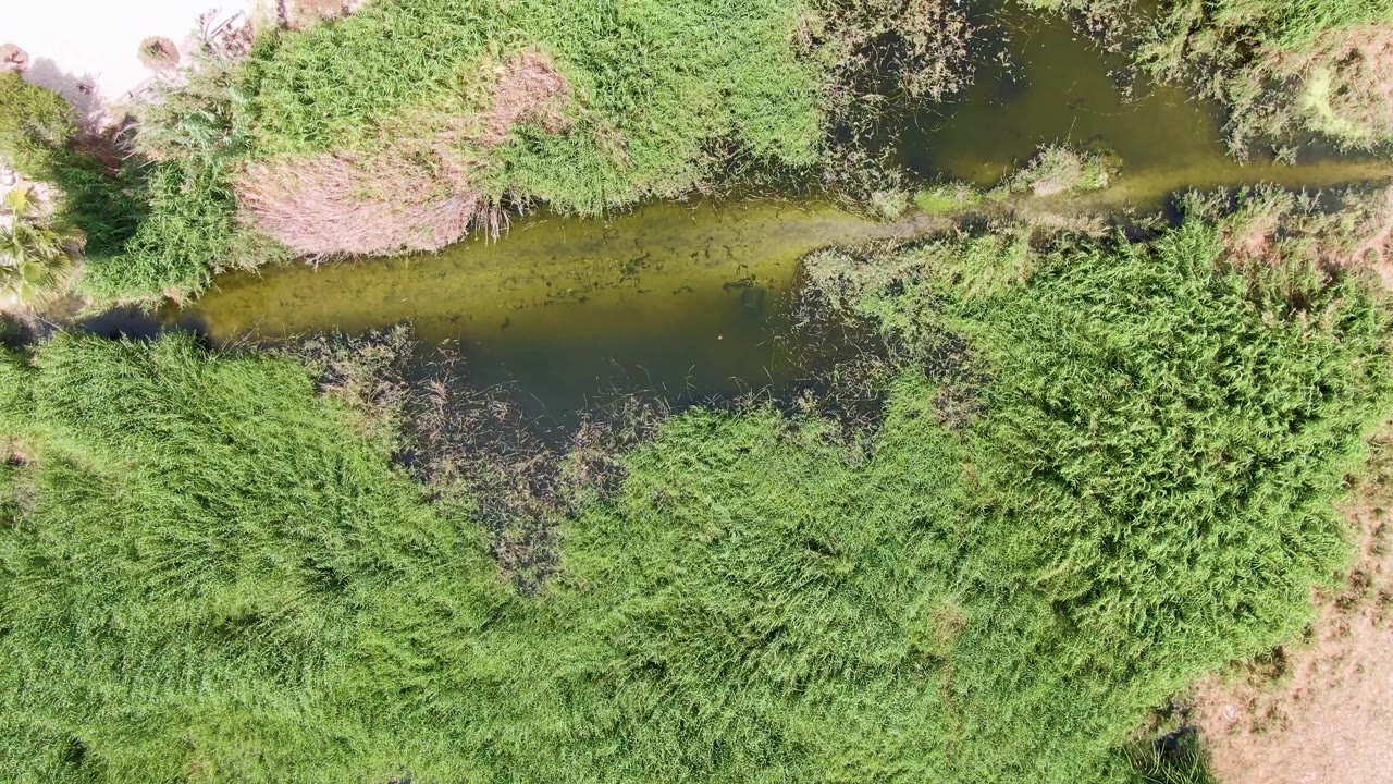 Overhead aerial frame in Puerto Los Cabos Beach showing the canal between thick green vegetation and a bright light-colored developed edge at the top of frame, with no visible people.