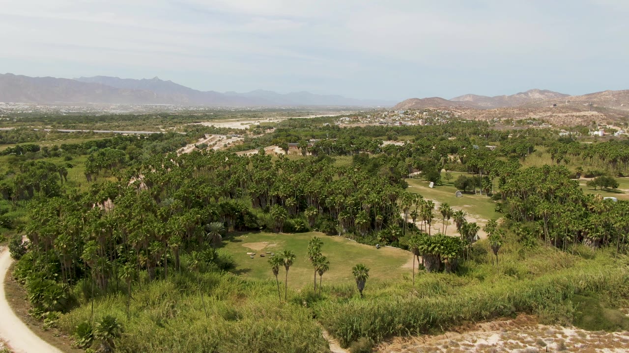 Puerto Los Cabos Beach aerial view with palms in the lower frame, a winding pale path near the trees, golf-course grass, distant brown hills, and no visible people.