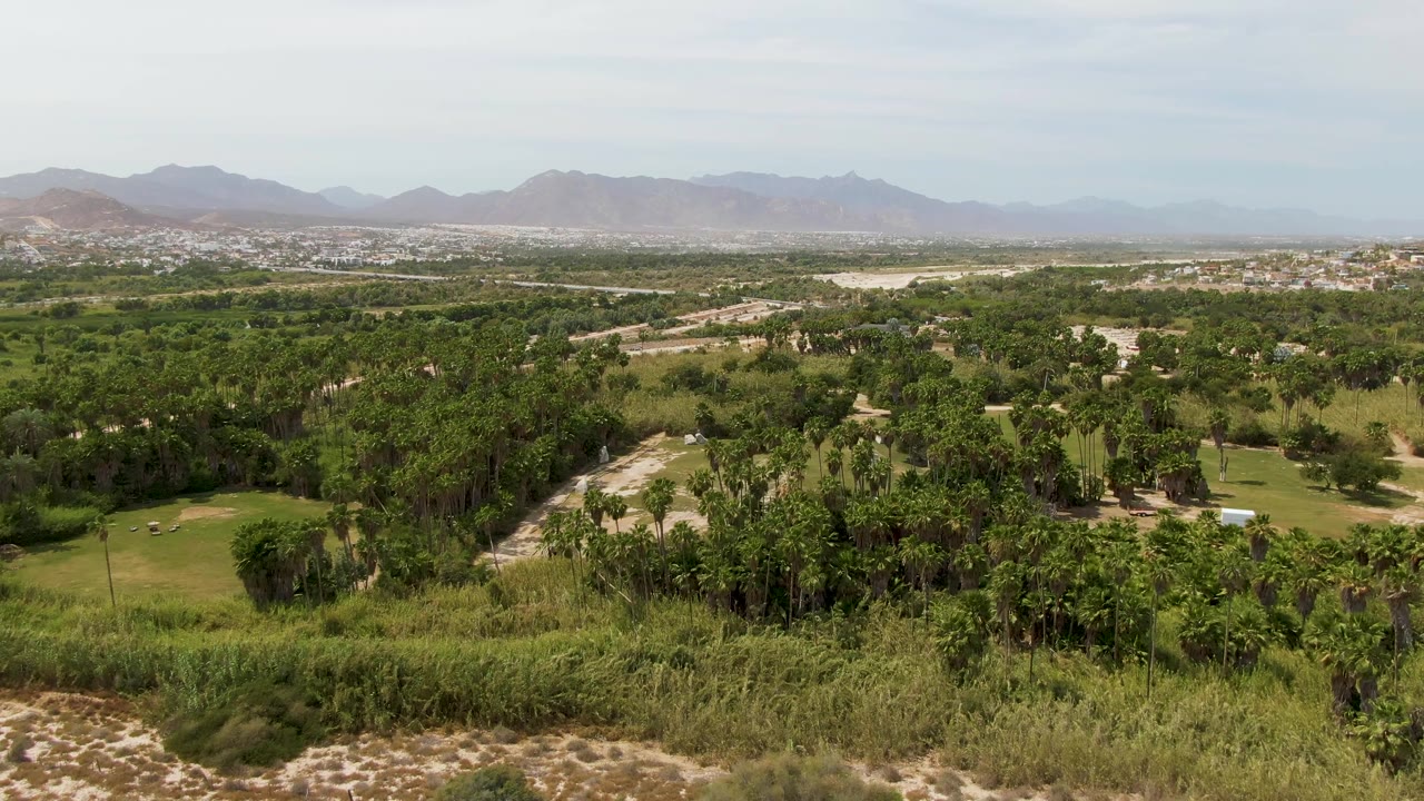Puerto Los Cabos Beach aerial view with palms and dense trees around open fairway-like grass, pale paths, distant buildings, mountains, and no visible people.
