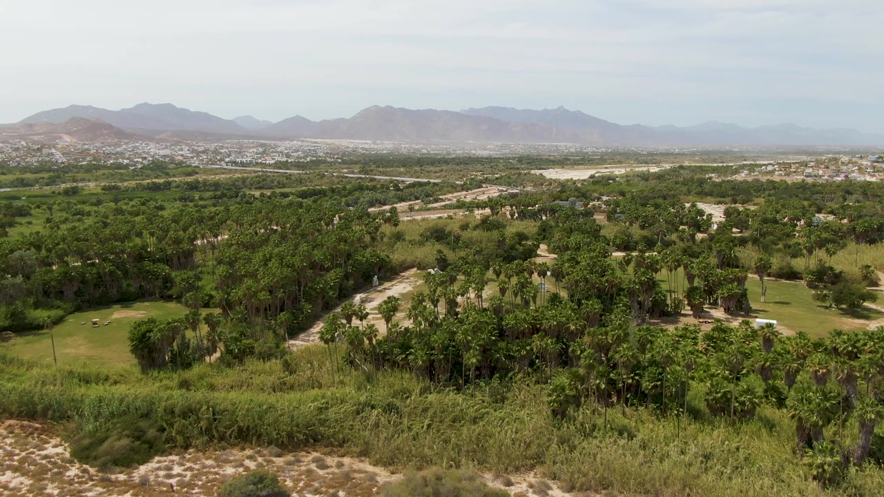 Aerial frame in Puerto Los Cabos Beach showing foreground scrub, palm clusters, green course openings, scattered distant buildings, hazy mountains, and no visible people.