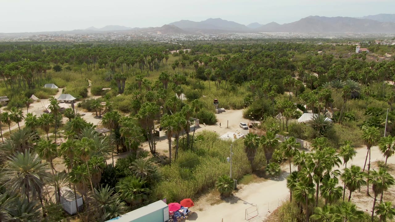 Palm grove and dirt road aerial with vehicle area starting to appear near the bottom edge