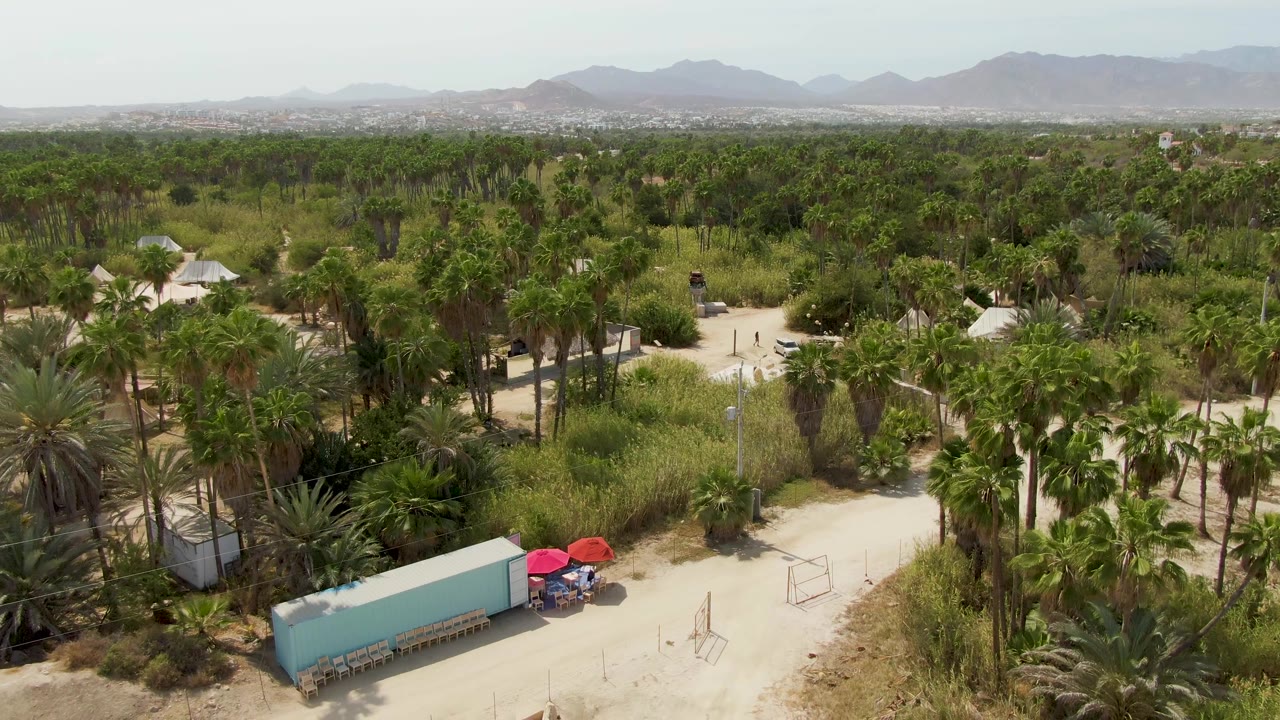 Second aerial frame over the Puerto Los Cabos Beach palm grove, with the dirt road and blue container lower in frame, red umbrellas beside it, hazy mountains beyond, and no visible people.