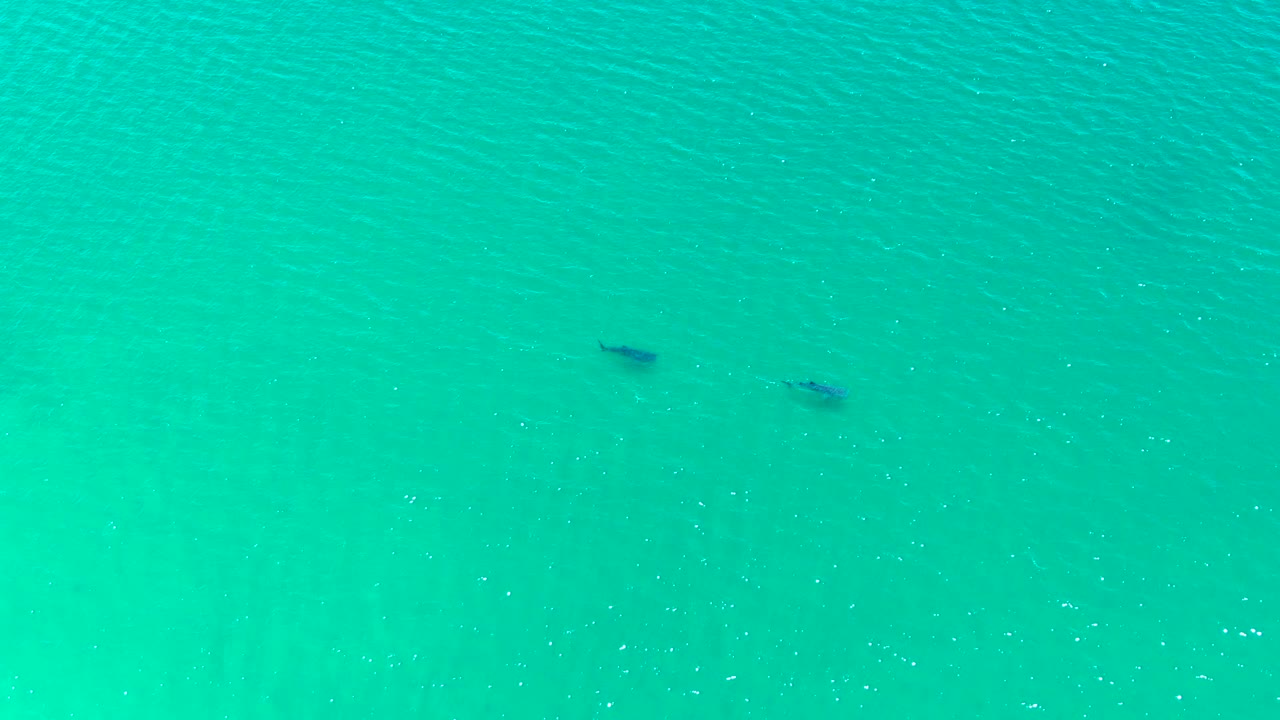 Two dark marine animals appear below the rippled turquoise water surface in Bahia De Los Angeles, with no visible people.