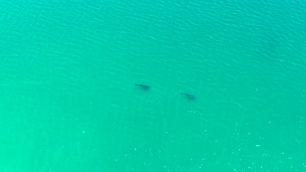 The two marine animals sit slightly farther across the blue-green water field, surrounded by fine ripples and bright surface flecks, with no visible people.
