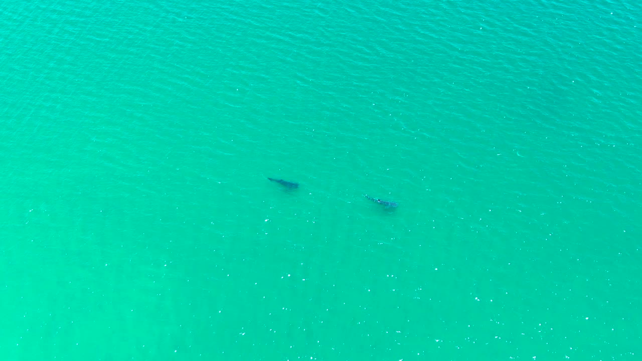 A pair of dark animal shapes remains visible beneath the turquoise ocean surface in the Bahia De Los Angeles clip, separated by open water and no visible people.