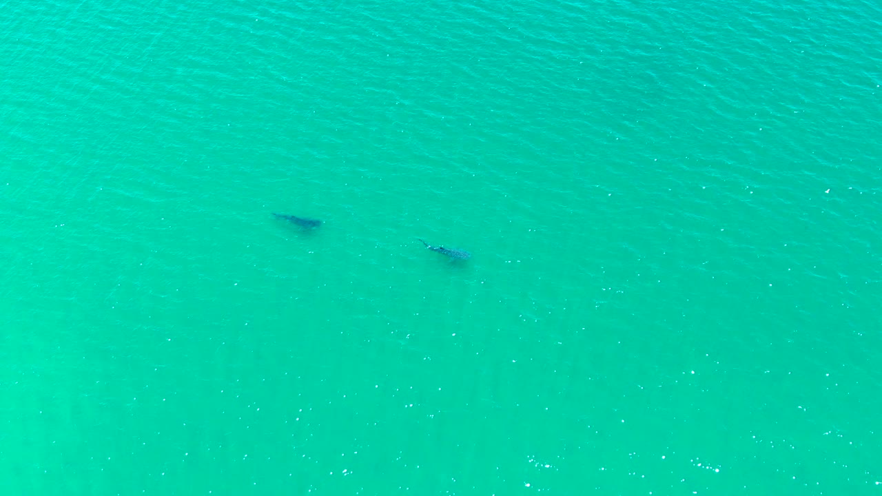 Two dark dolphin-like shapes sit near the upper left area of clear turquoise water in Bahia De Los Angeles, with small ripples and no visible people.
