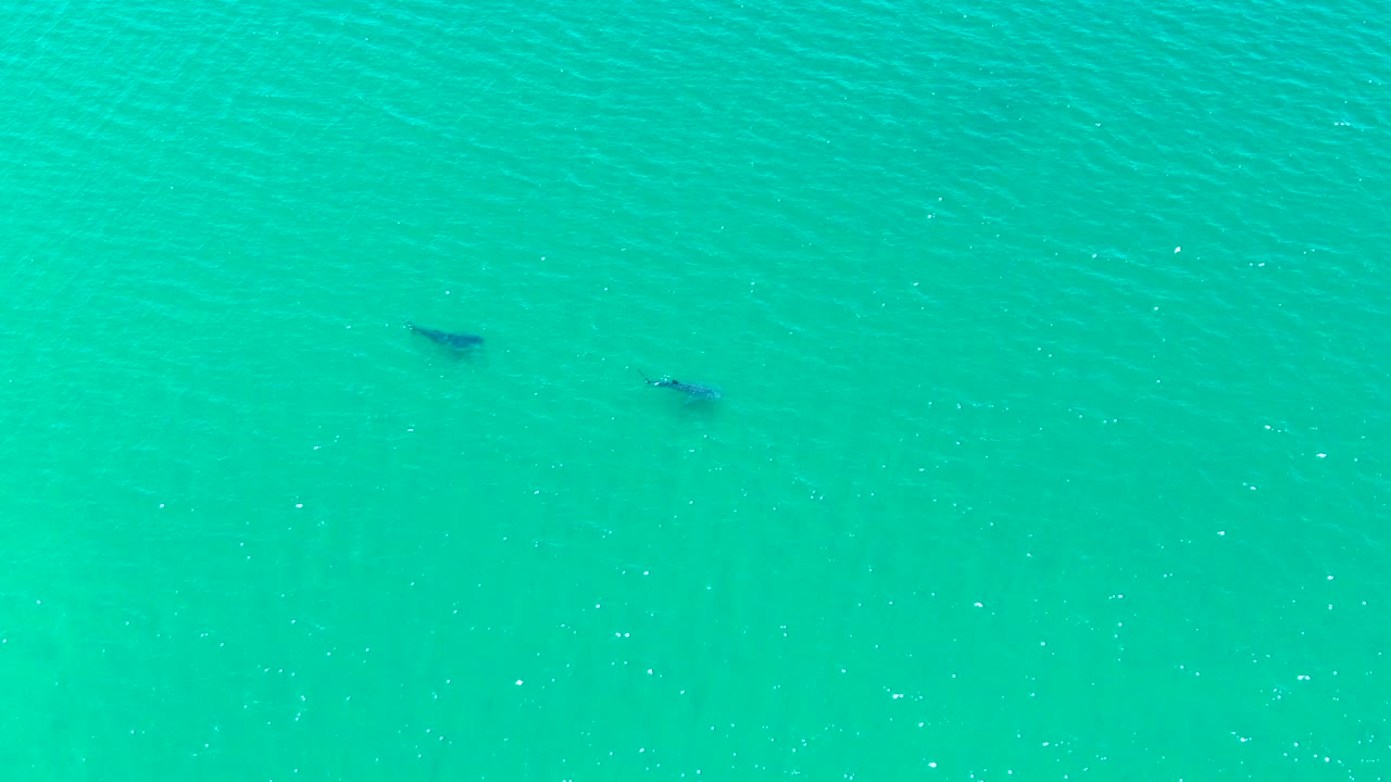 Two separated dark marine animal silhouettes remain visible beneath the turquoise sea surface in Bahia De Los Angeles, with fine ripple texture and no visible people.