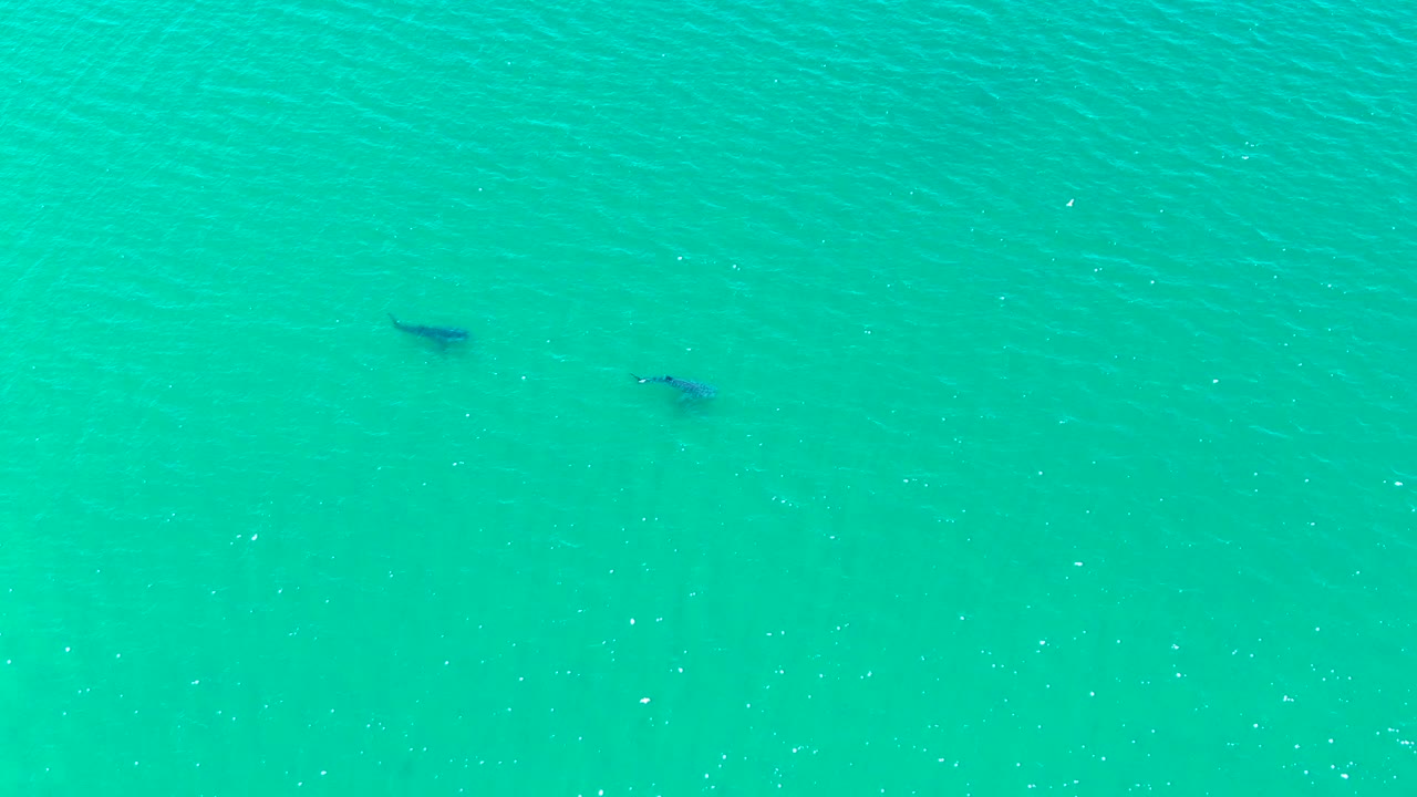 A pair of dark dolphin-like forms appears farther across the clear blue-green water in Bahia De Los Angeles, with the surface filling the frame and no visible people.