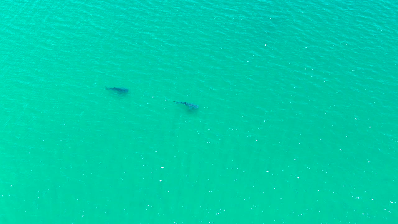 Two dark marine animals are visible below bright turquoise water in Bahia De Los Angeles, with open sea filling the frame and no visible shoreline or people.