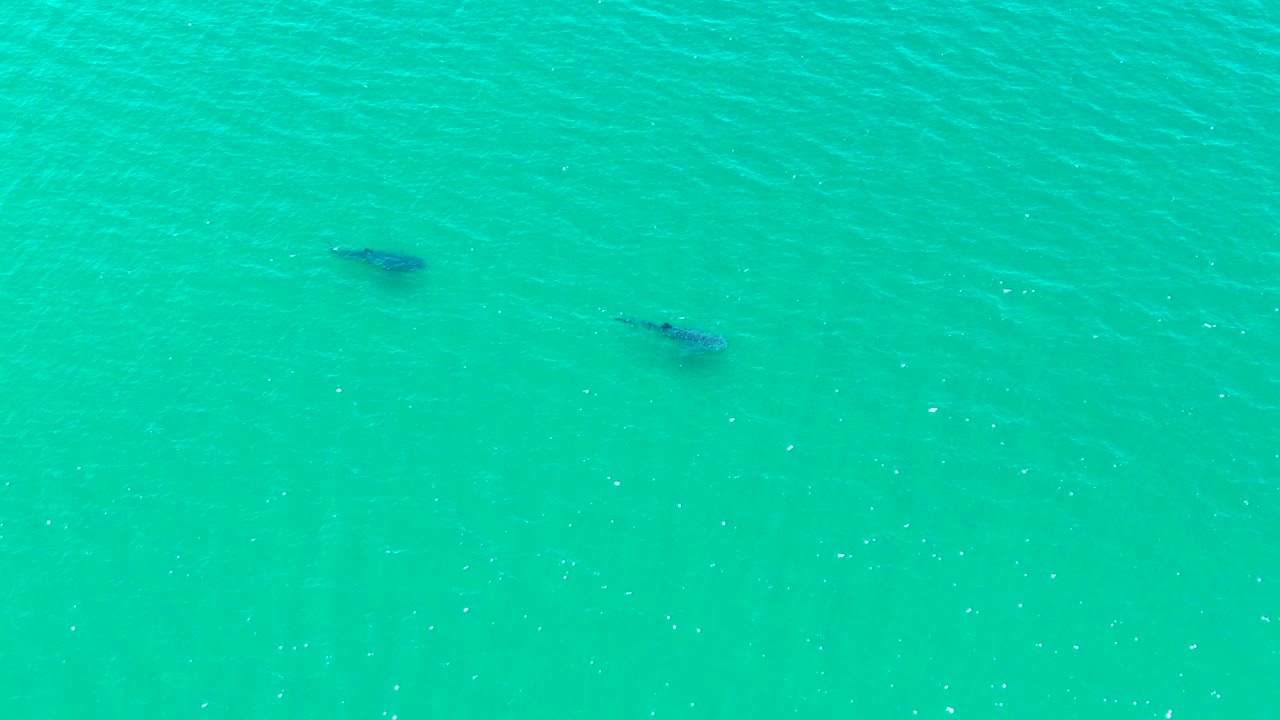 Two dark whales appear beneath clear turquoise water in Bahia De Los Angeles, Mexico, with small ripples and no visible people.
