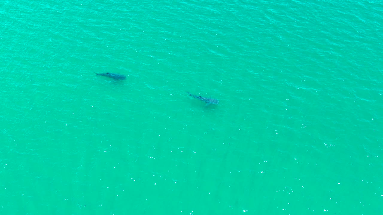 Two whales sit farther across the overhead frame beneath rippled turquoise water in Bahia De Los Angeles, Mexico, with no visible people.