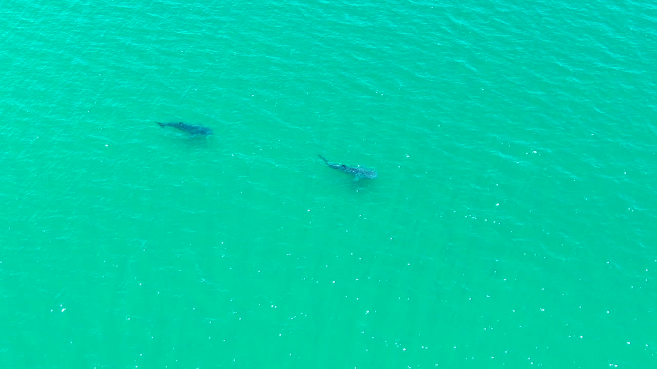 The overhead view shows two dark whale shapes under bright turquoise open water in Bahia De Los Angeles, Mexico, with no shore or people visible.