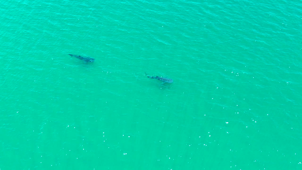 Two whales remain separated in clear turquoise sea in Bahia De Los Angeles, Mexico, with gentle surface texture and no visible people.