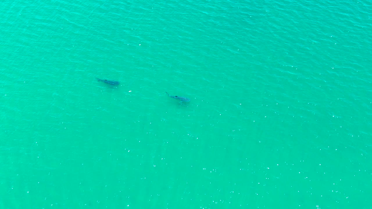 Two dark marine mammals beneath turquoise water