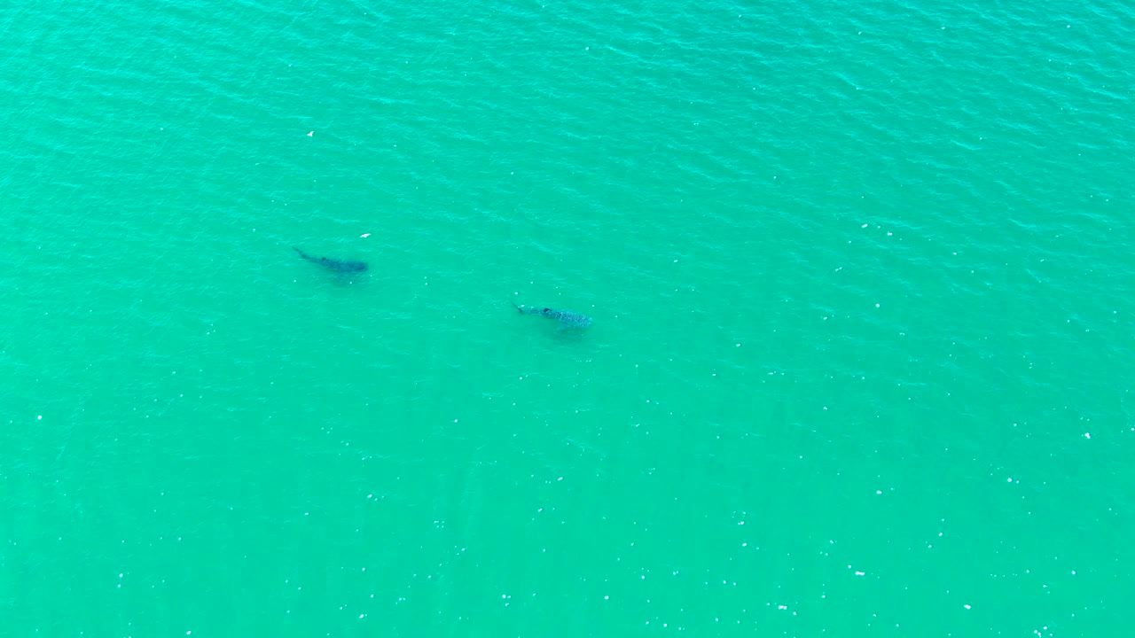 Aerial frame from Bahia De Los Angeles shows the pair slightly farther along under clear turquoise sea, with fine surface texture and no visible people.