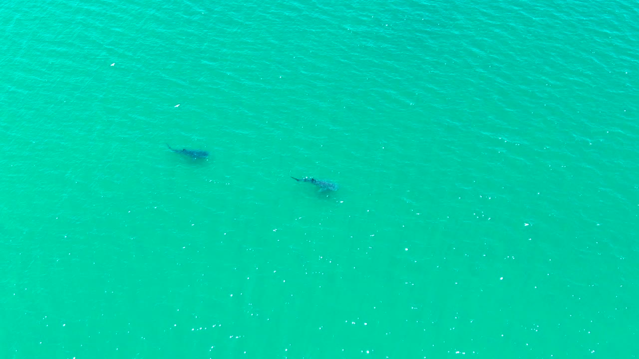 The two dark marine mammals remain visible below the turquoise surface in Bahia De Los Angeles, with a broad empty water background and no visible people.