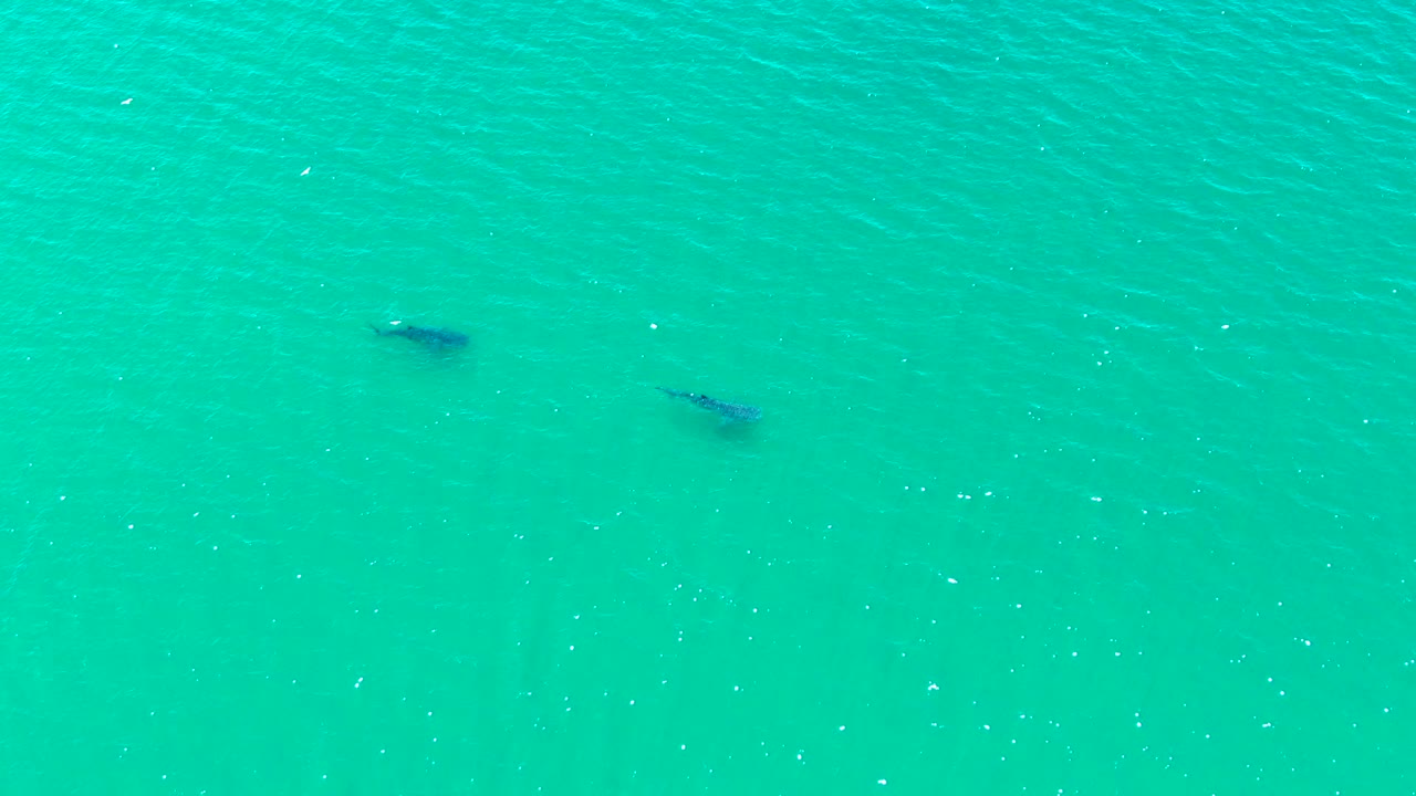 An overhead view in Bahia De Los Angeles shows the pair beneath calm turquoise water, one animal darker and more defined than the other, with no visible people.