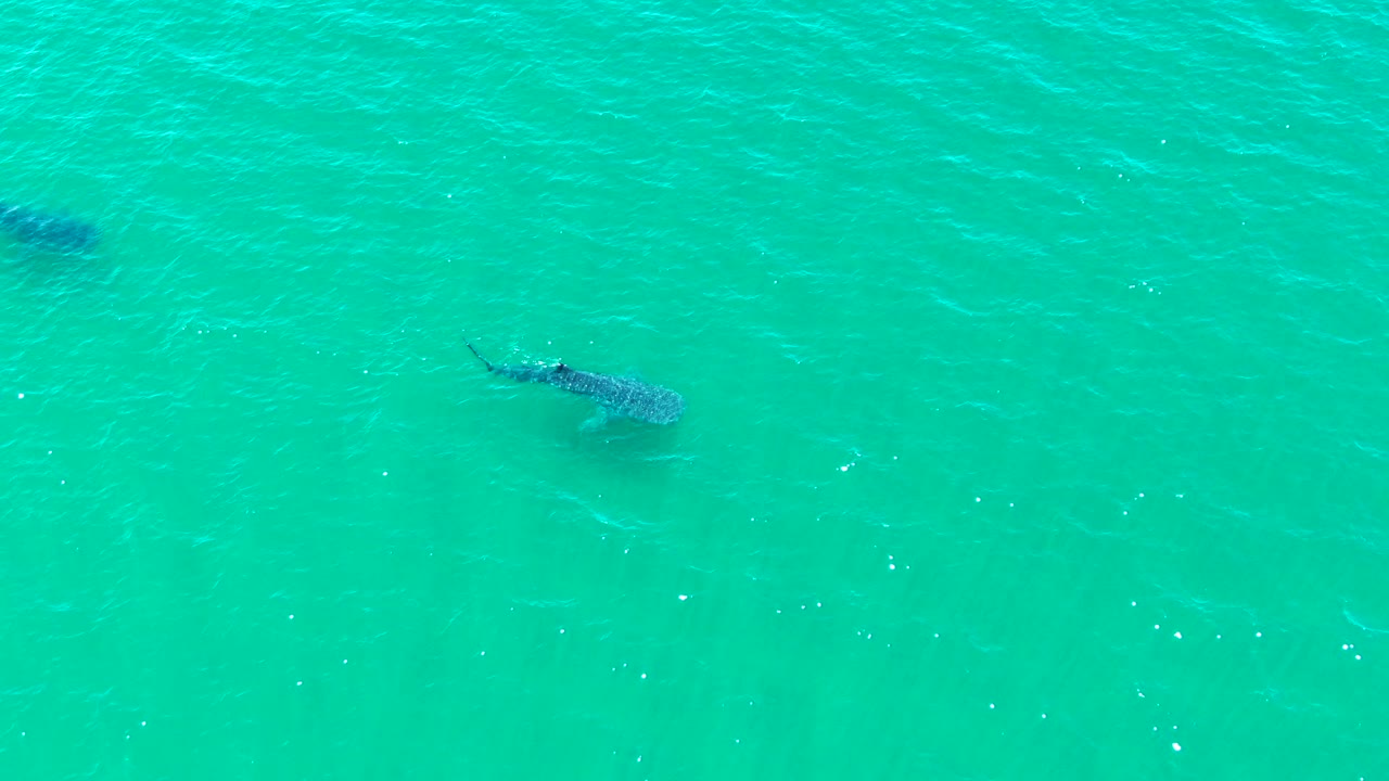 At 0:00, a whale shark swims beneath turquoise water in Bahia De Los Angeles, Mexico, with small ripples on the surface and no visible people.