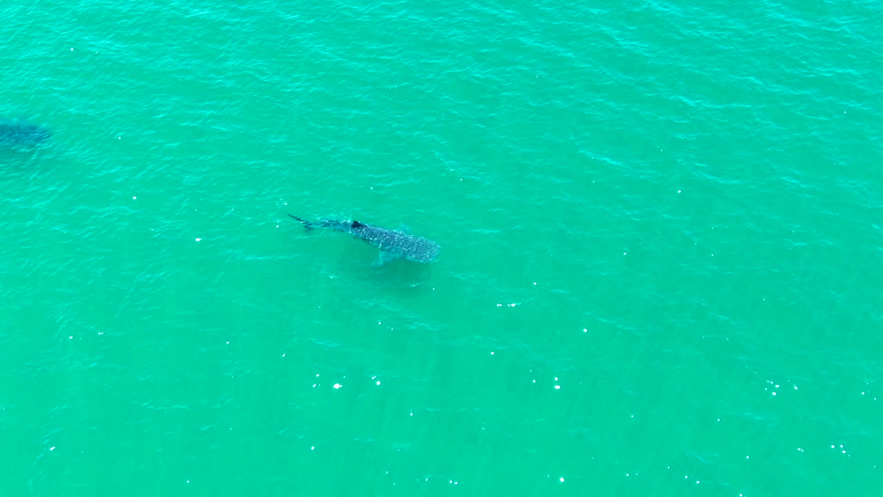 At 0:01, the whale shark appears slightly farther across the turquoise surface, with its spotted back visible below faint waves and no visible people.