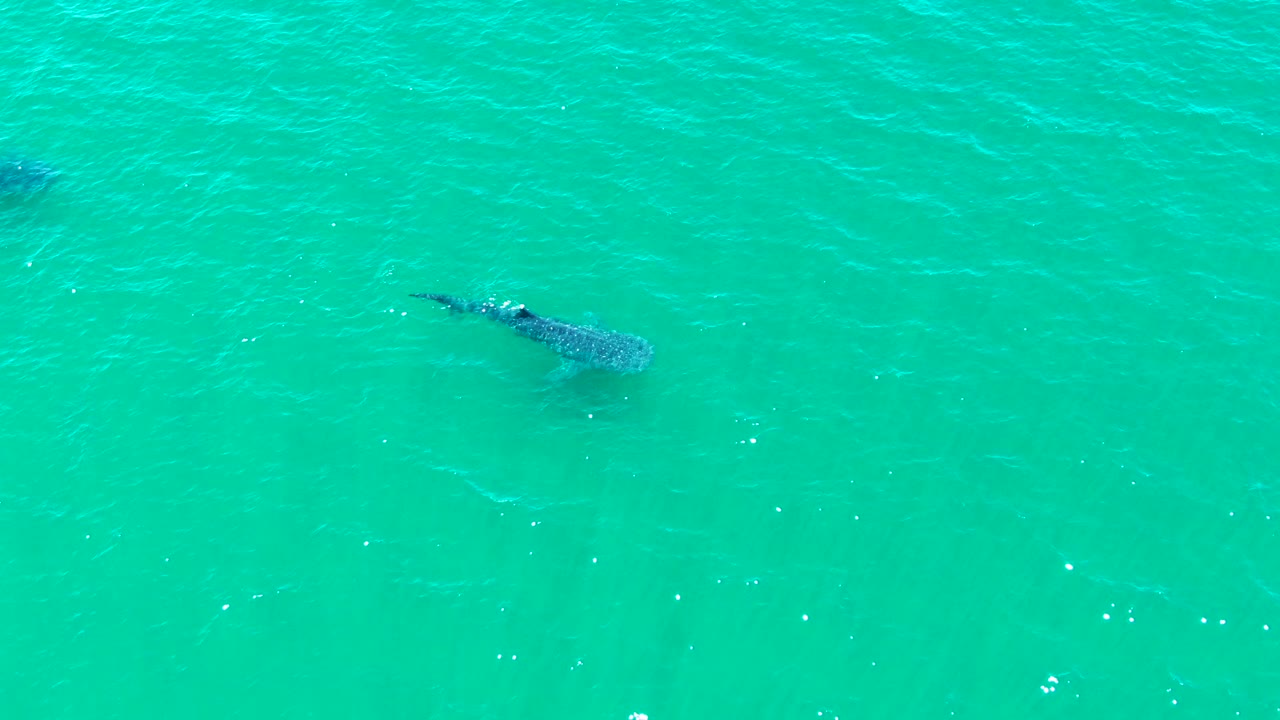 At 0:02, the whale shark is seen from above through clear turquoise water, with darker body markings and open water around it, no visible people.