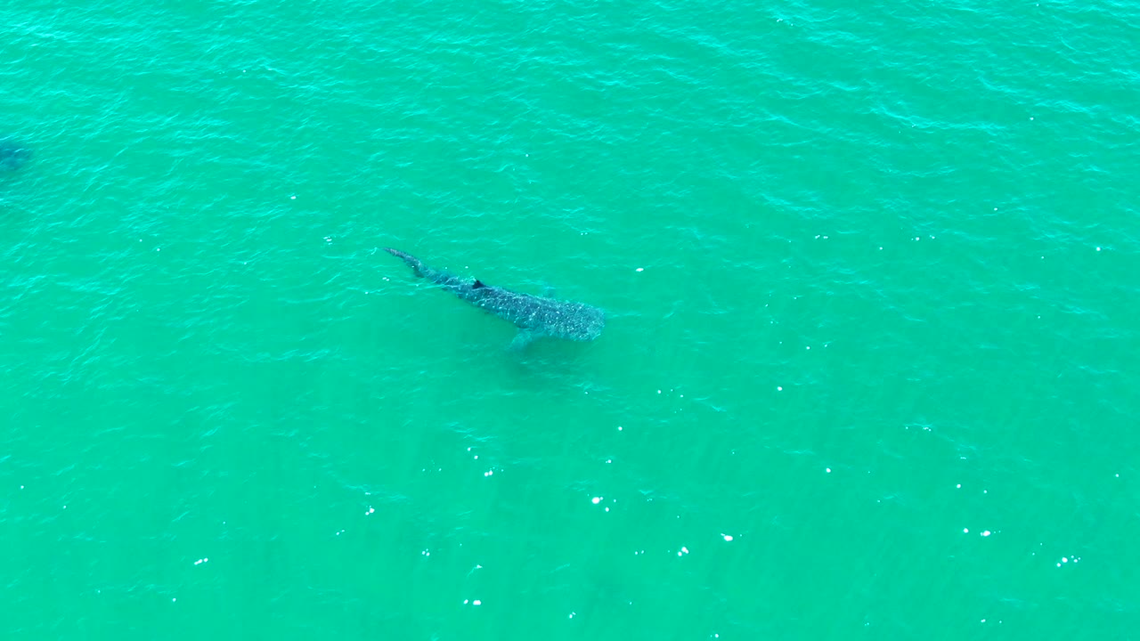 At 0:03, the whale shark sits lower and left in the overhead view, with its tail line visible under the water and no boats, shore, or people in frame.