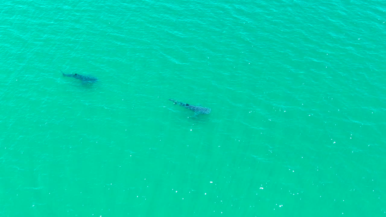 Two whale sharks beneath turquoise ocean water