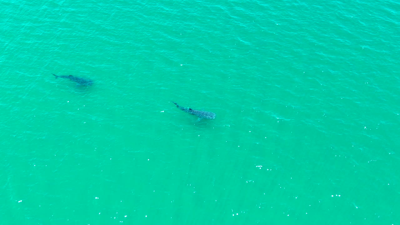 The two whale sharks remain separated in clear blue-green water, with the lower animal more distinct and no visible people.
