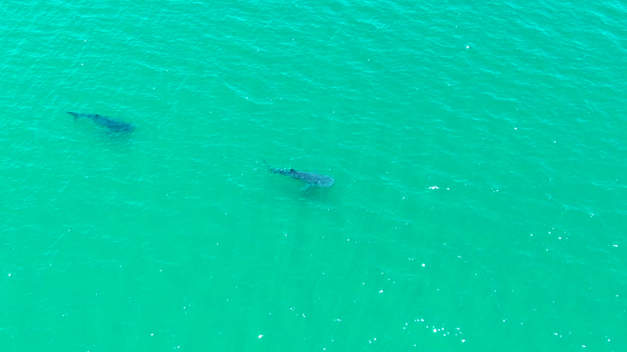 Two whale sharks are seen from directly overhead in Bahia De Los Angeles, spaced across open turquoise sea with no boats or people visible.