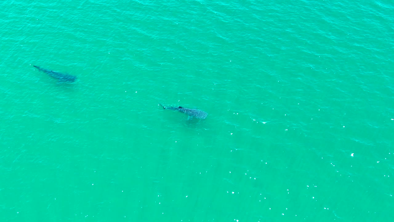 Two dark whale shark silhouettes sit under lightly rippled turquoise water, with scattered bright flecks and no visible people.