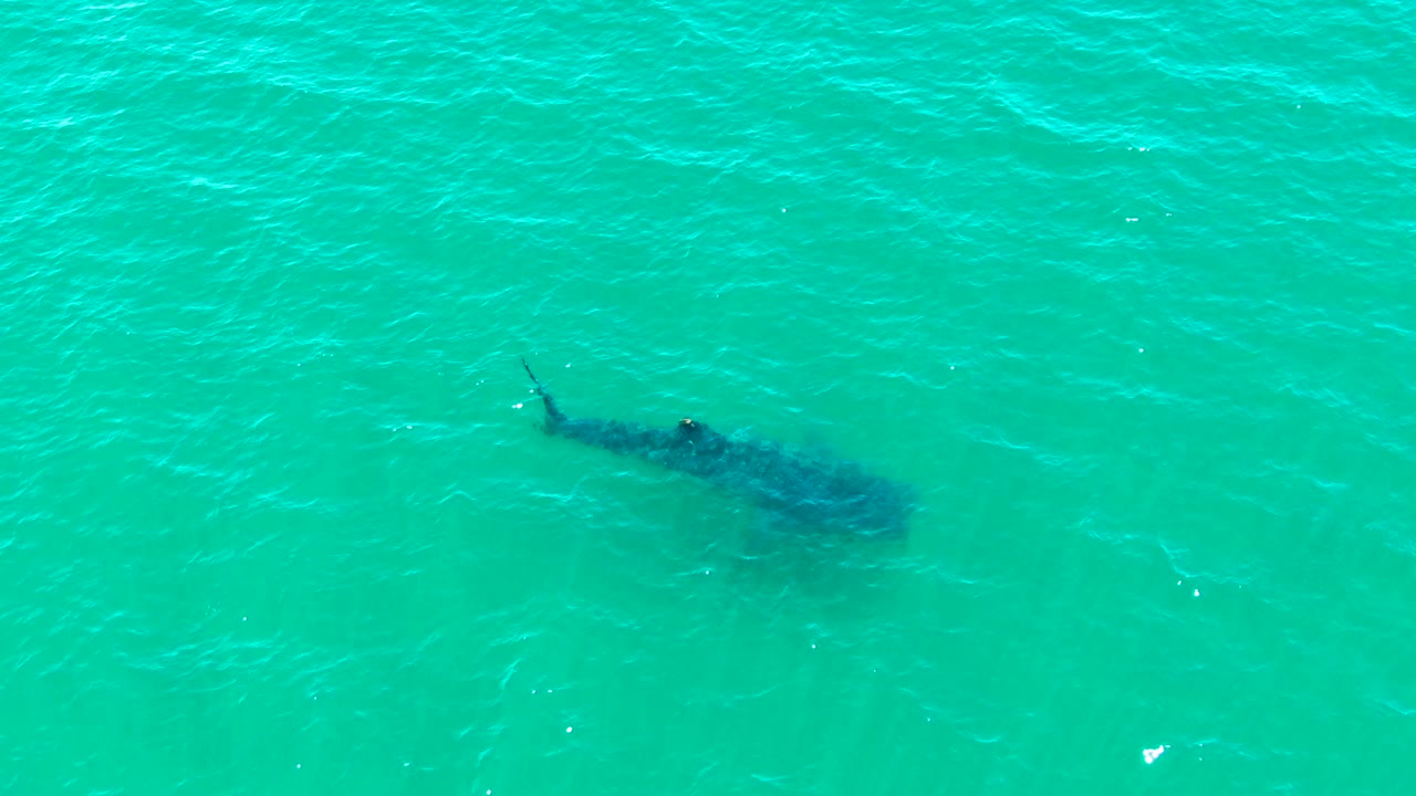 Overhead view of a whale shark beneath turquoise water in Bahia De Los Angeles, Baja California Sur, Mexico, with small ripples on the surface and no visible people.