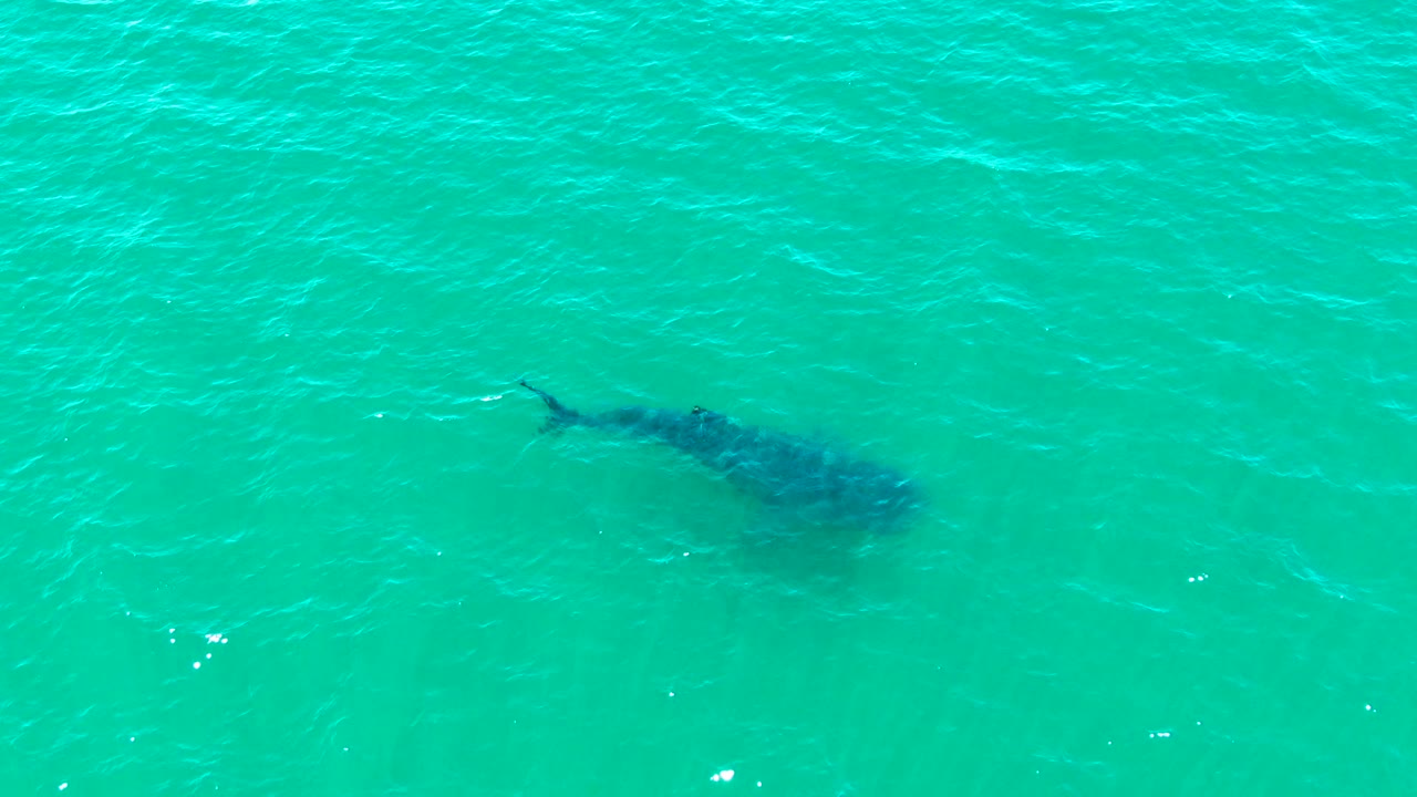 A dark whale shark shape sits just below the rippled turquoise surface in Bahia De Los Angeles, with open water filling the frame and no visible people.