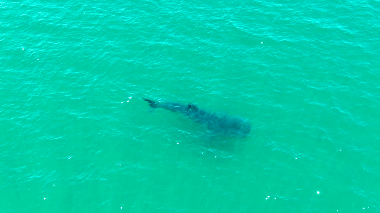 The whale shark appears slightly farther across the turquoise water in Bahia De Los Angeles, with a faint tail shape and no shoreline, boats, or visible people.