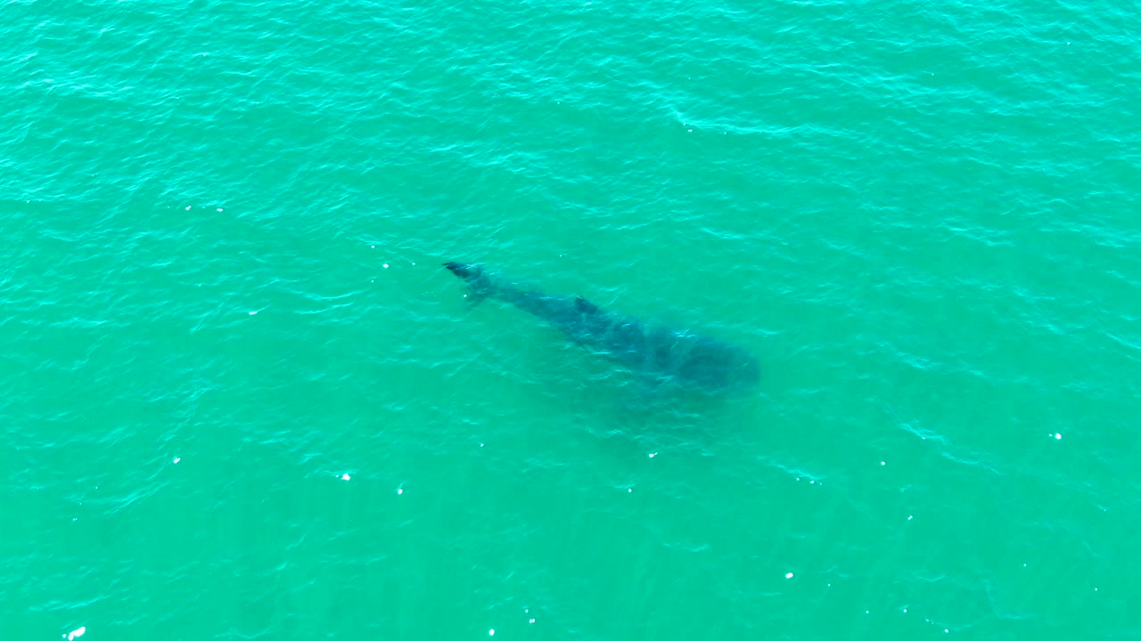 Whale shark silhouette in clear green-blue water