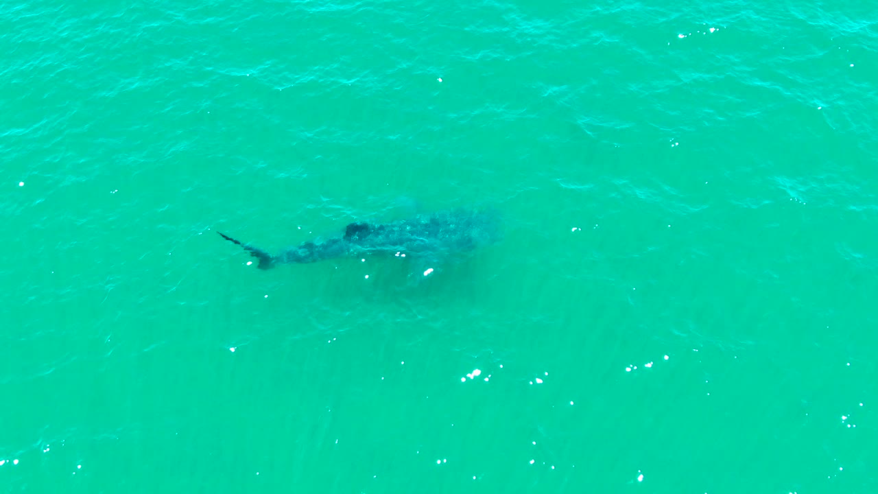 A whale shark is visible as a dark shape beneath turquoise water in Bahia De Los Angeles, Mexico, with small surface ripples and no visible people.