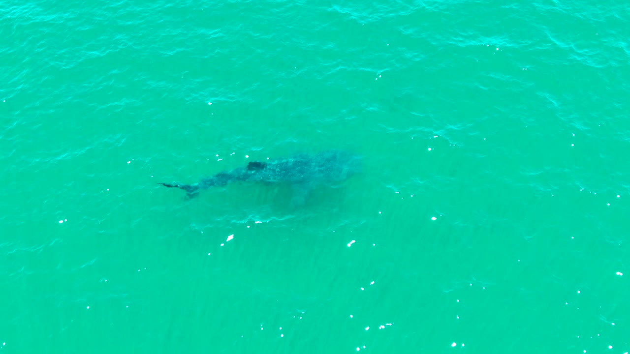 Whale shark under rippled turquoise sea