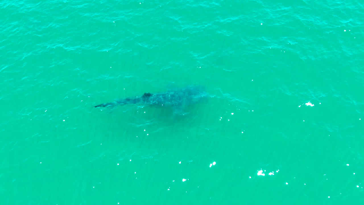 A whale shark sits slightly right of center below clear turquoise water in Bahia De Los Angeles, Mexico, with scattered highlights and no visible people.