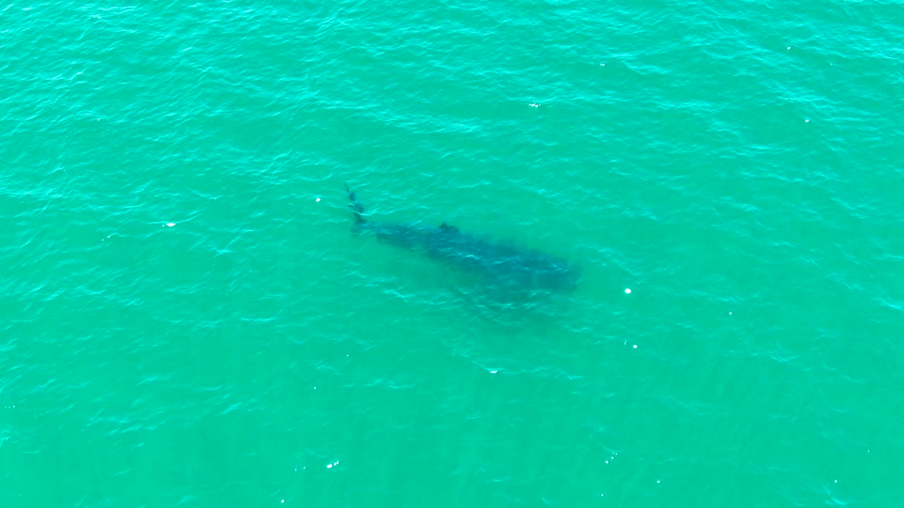 Whale shark shadow beneath turquoise ocean water