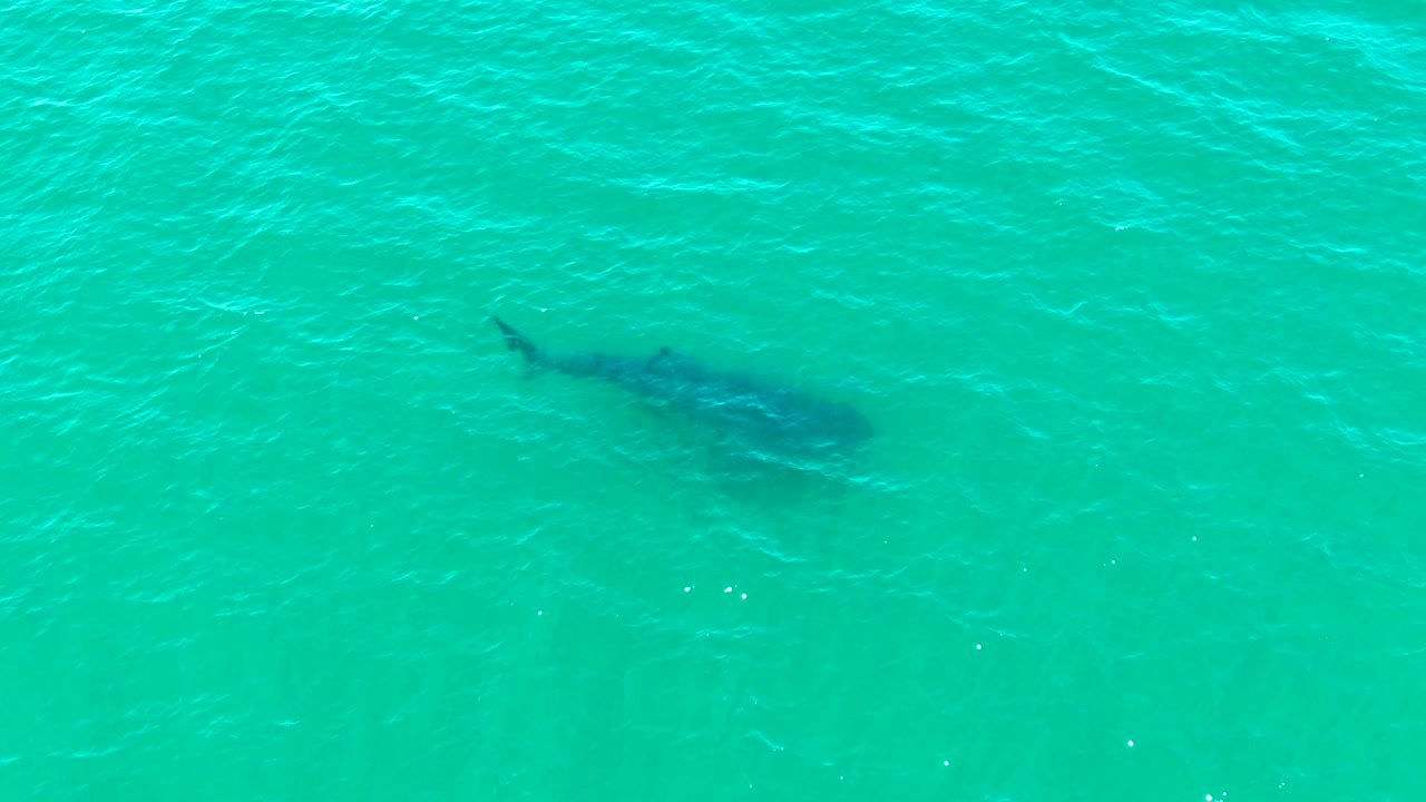 At 0:01 in Bahia De Los Angeles, Mexico, the whale shark remains just under the turquoise surface, softened by ripples and water glare, with no visible people.
