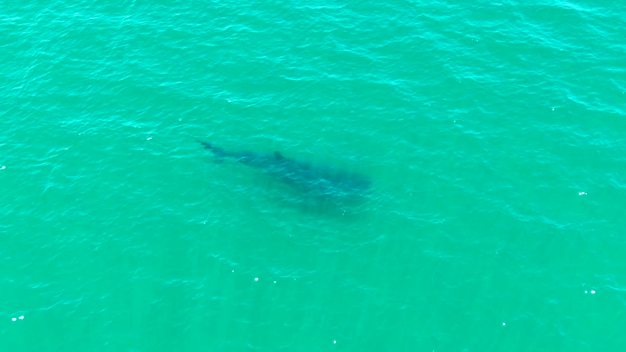 At 0:02 in Bahia De Los Angeles, Mexico, the whale shark is seen farther across the overhead frame beneath blue-green rippled water, with no visible people.