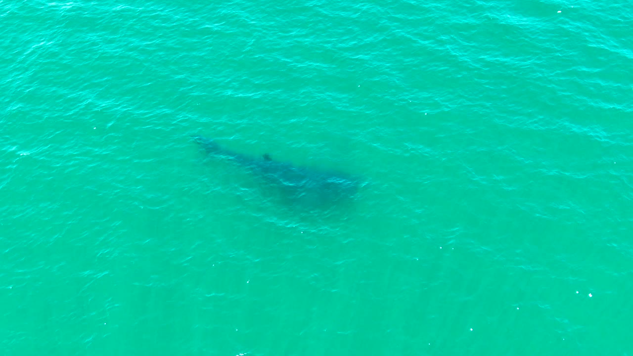 At 0:03 in Bahia De Los Angeles, Mexico, the whale shark silhouette sits low in the frame under turquoise sea texture, with no shoreline or visible people.