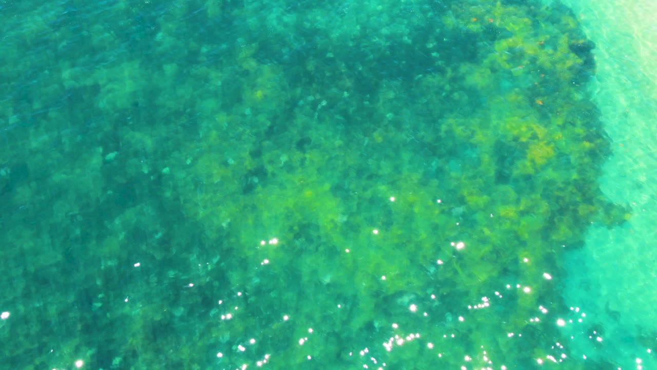 Bahia De Los Angeles shallow water with green seabed texture filling most of the frame, pale turquoise water at the edge, and no visible people.