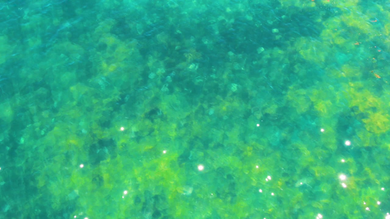 An overhead view in Bahia De Los Angeles, Mexico, frames green submerged seaweed beneath clear water, with more concentrated white reflections near the lower edge and no visible people.