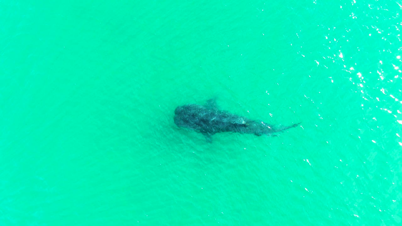 At 0:00 in Bahia De Los Angeles, a whale shark is seen from overhead beneath turquoise water with small ripples and no visible people.