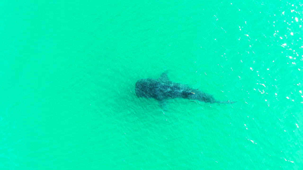 Whale shark swimming below clear turquoise surface.