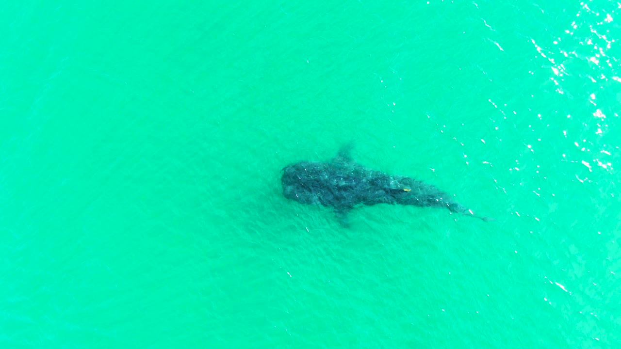 At 0:02 in Bahia De Los Angeles, the whale shark sits toward the upper right of the overhead frame under sunlit turquoise water with no visible people.